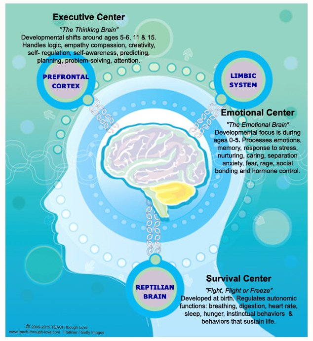 Understanding Your Child's Brain Development